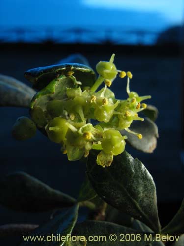 Imágen de Cissus striata (Voqui colorado). Haga un clic para aumentar parte de imágen.