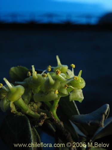 Imágen de Cissus striata (Voqui colorado). Haga un clic para aumentar parte de imágen.