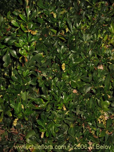 Image of Cissus striata (Voqui colorado). Click to enlarge parts of image.