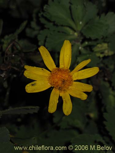 Senecio sp. #2751의 사진