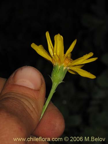 Senecio sp. #2751の写真