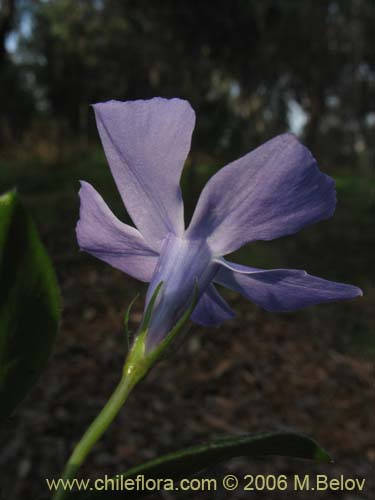 Imágen de Vinca mayor (previnca / herba donzella). Haga un clic para aumentar parte de imágen.