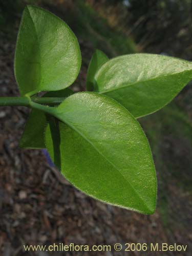 Imágen de Vinca mayor (previnca / herba donzella). Haga un clic para aumentar parte de imágen.