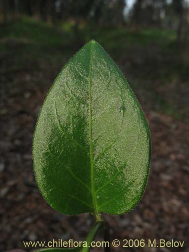 Фотография Vinca mayor (previnca / herba donzella). Щелкните, чтобы увеличить вырез.