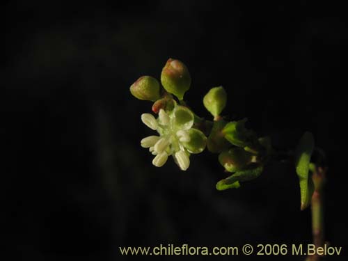 Фотография Muehlenbeckia hastulata (Quilo / Voqui negro / Molleca). Щелкните, чтобы увеличить вырез.