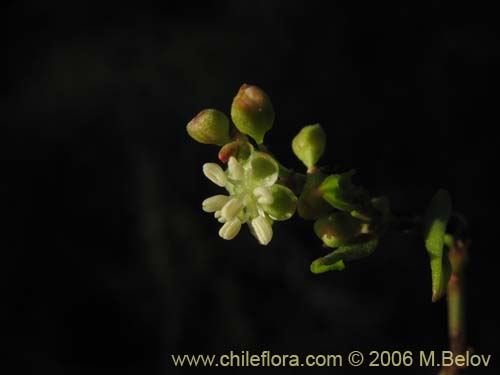 Imágen de Muehlenbeckia hastulata (Quilo / Voqui negro / Molleca). Haga un clic para aumentar parte de imágen.