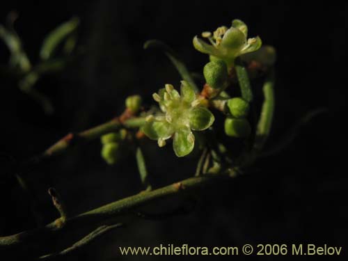 Muehlenbeckia hastulata的照片