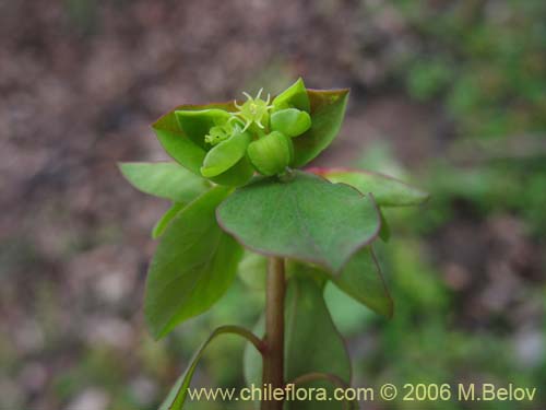 Фотография Euphorbia peplus (Pichoa / Pichoga / Mariquita). Щелкните, чтобы увеличить вырез.