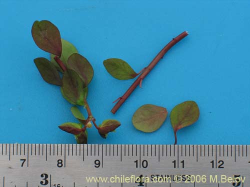 Imágen de Euphorbia peplus (Pichoa / Pichoga / Mariquita). Haga un clic para aumentar parte de imágen.