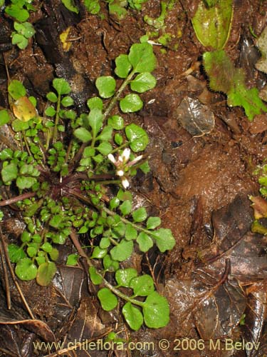 Image of Cardamine hirsuta (Berro). Click to enlarge parts of image.