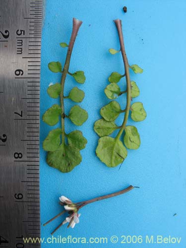 Image of Cardamine hirsuta (Berro). Click to enlarge parts of image.