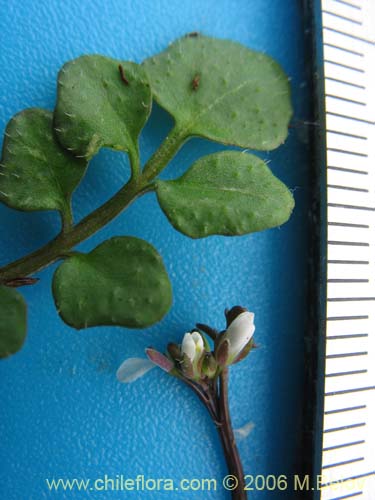 Image of Cardamine hirsuta (Berro). Click to enlarge parts of image.