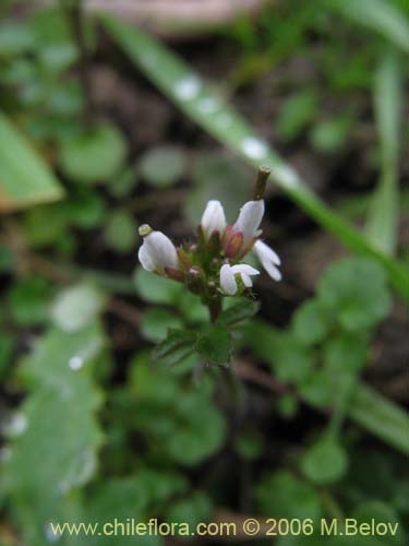 Image of Cardamine hirsuta (Berro). Click to enlarge parts of image.