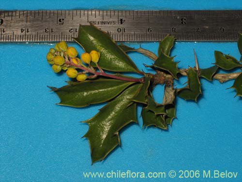 Berberis chilensis var. chilensis的照片