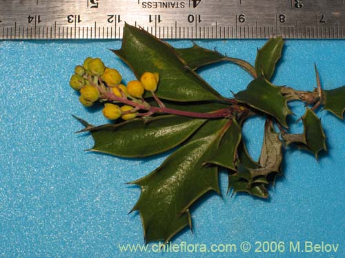 Bild von Berberis chilensis var. chilensis (Michay). Klicken Sie, um den Ausschnitt zu vergrössern.