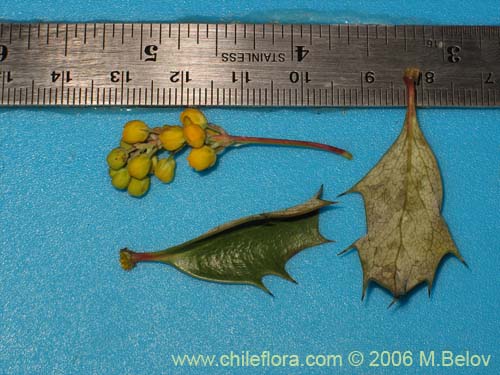 Berberis chilensis var. chilensis的照片