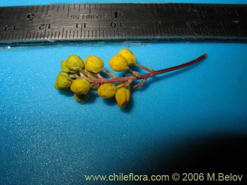 Image of Berberis chilensis var. chilensis (Michay). Click to enlarge parts of image.