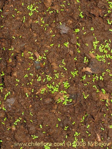 Image of Calceolaria dentata ssp. araucana (Capachito). Click to enlarge parts of image.