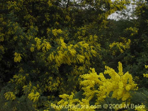 Imágen de Acacia dealbata (Aromo (de castilla)). Haga un clic para aumentar parte de imágen.