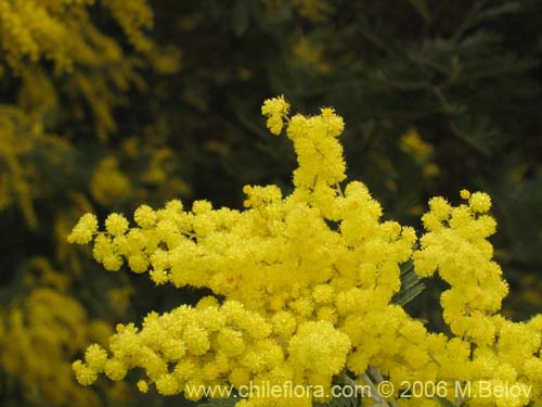 Imágen de Acacia dealbata (Aromo (de castilla)). Haga un clic para aumentar parte de imágen.