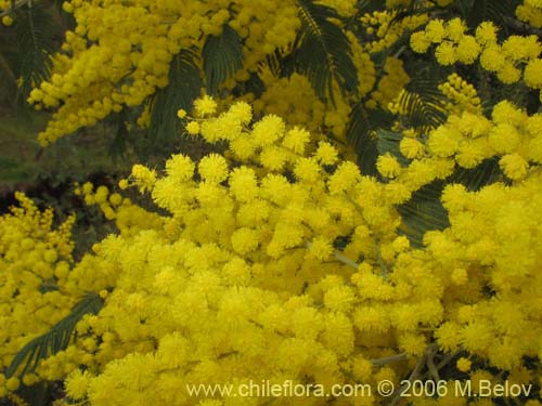 Imágen de Acacia dealbata (Aromo (de castilla)). Haga un clic para aumentar parte de imágen.