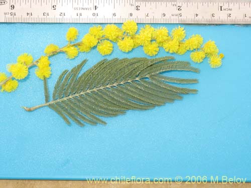 Image of Acacia dealbata (Aromo (de castilla)). Click to enlarge parts of image.