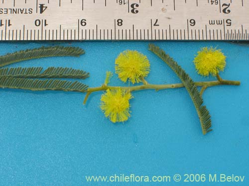 Фотография Acacia dealbata (Aromo (de castilla)). Щелкните, чтобы увеличить вырез.