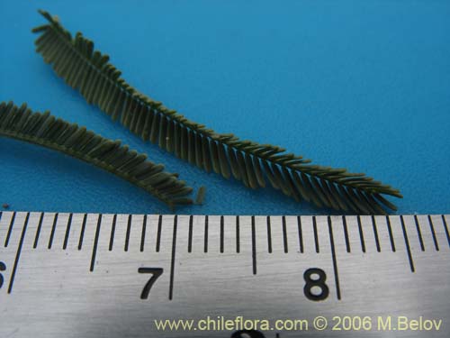 Фотография Acacia dealbata (Aromo (de castilla)). Щелкните, чтобы увеличить вырез.