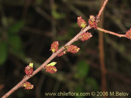 Фотография Myoschilos oblongum (Orocoipo / Codocoipo). Щелкните, чтобы увеличить вырез.