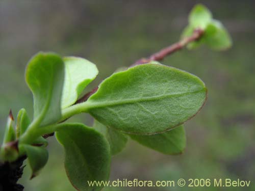 Bild von Myoschilos oblongum (Orocoipo / Codocoipo). Klicken Sie, um den Ausschnitt zu vergrössern.