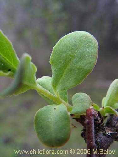 Bild von Myoschilos oblongum (Orocoipo / Codocoipo). Klicken Sie, um den Ausschnitt zu vergrössern.