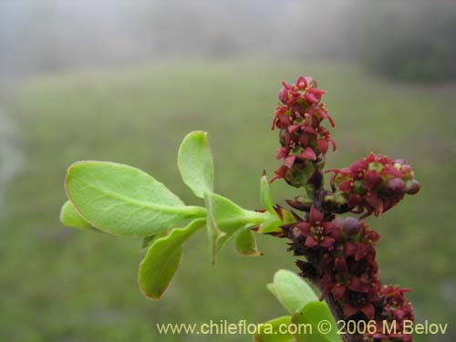 Фотография Myoschilos oblongum (Orocoipo / Codocoipo). Щелкните, чтобы увеличить вырез.