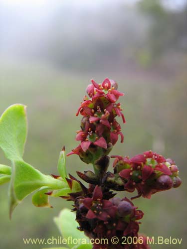 Bild von Myoschilos oblongum (Orocoipo / Codocoipo). Klicken Sie, um den Ausschnitt zu vergrössern.