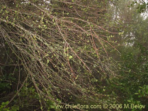 Imágen de Myoschilos oblongum (Orocoipo / Codocoipo). Haga un clic para aumentar parte de imágen.