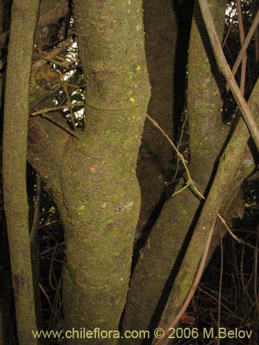 Bild von Myoschilos oblongum (Orocoipo / Codocoipo). Klicken Sie, um den Ausschnitt zu vergrössern.