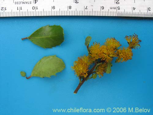 Azara integrifolia的照片