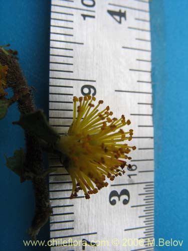 Image of Azara integrifolia (Corcolén). Click to enlarge parts of image.