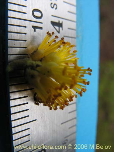 Imágen de Azara integrifolia (Corcolén). Haga un clic para aumentar parte de imágen.