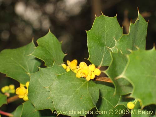 Image of Berberis actinacantha (Michay). Click to enlarge parts of image.