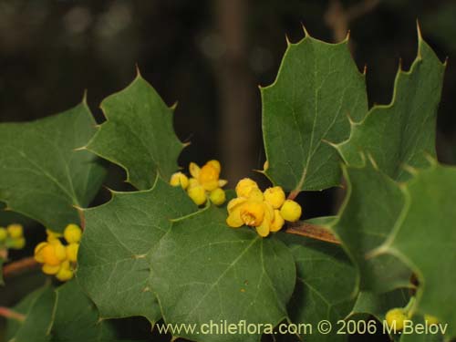 Image of Berberis actinacantha (Michay). Click to enlarge parts of image.