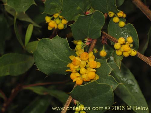 Bild von Berberis actinacantha (Michay). Klicken Sie, um den Ausschnitt zu vergrössern.