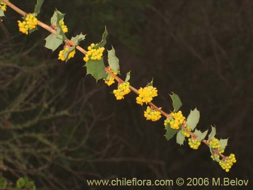 Imágen de Berberis actinacantha (Michay). Haga un clic para aumentar parte de imágen.