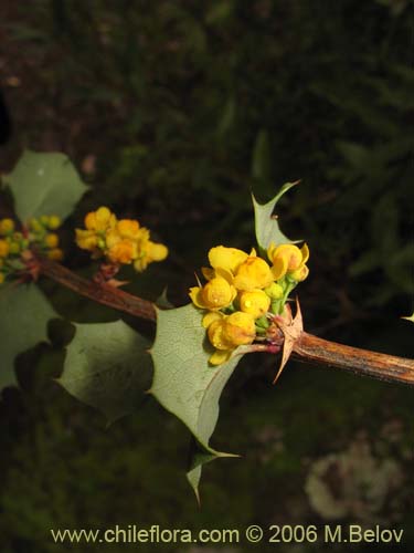 Imágen de Berberis actinacantha (Michay). Haga un clic para aumentar parte de imágen.