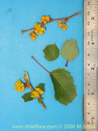 Bild von Berberis actinacantha (Michay). Klicken Sie, um den Ausschnitt zu vergrössern.