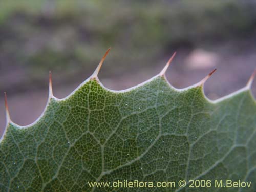 Image of Berberis actinacantha (Michay). Click to enlarge parts of image.