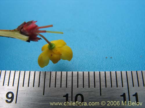 Berberis actinacantha의 사진