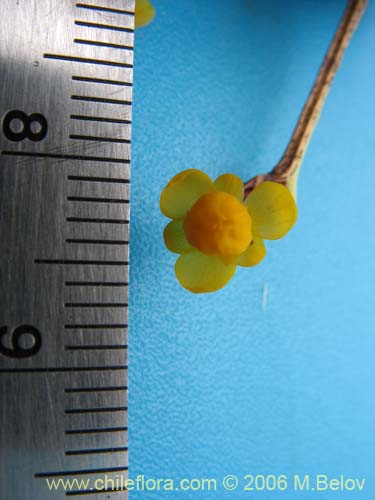 Berberis actinacantha의 사진