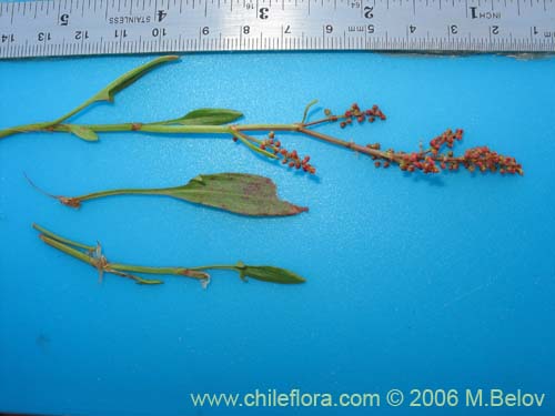 Image of Rumex acetosella (Vinagrillo / Romacilla aceitosa). Click to enlarge parts of image.