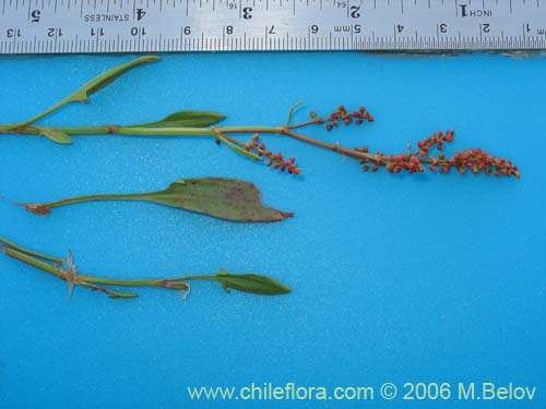 Imágen de Rumex acetosella (Vinagrillo / Romacilla aceitosa). Haga un clic para aumentar parte de imágen.