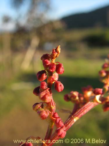 Imágen de Rumex acetosella (Vinagrillo / Romacilla aceitosa). Haga un clic para aumentar parte de imágen.